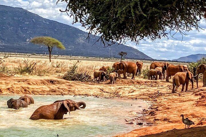 Tsavo East Safari 1 Day Trip from Mombasa or Diani