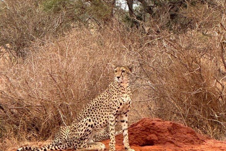 Tsavo East Safari 1 Day Trip from Mombasa or Diani