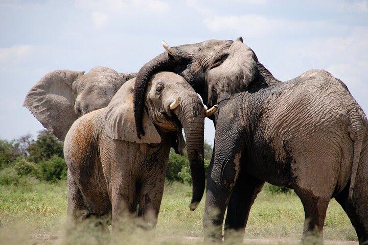 5 Days Nairobi Day tour and Amboseli National Park Safari