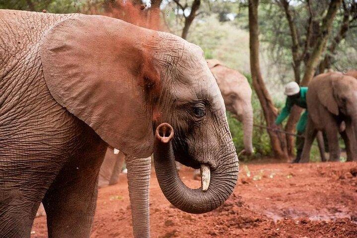 Giraffe Centre with Elephant Orphanage visit