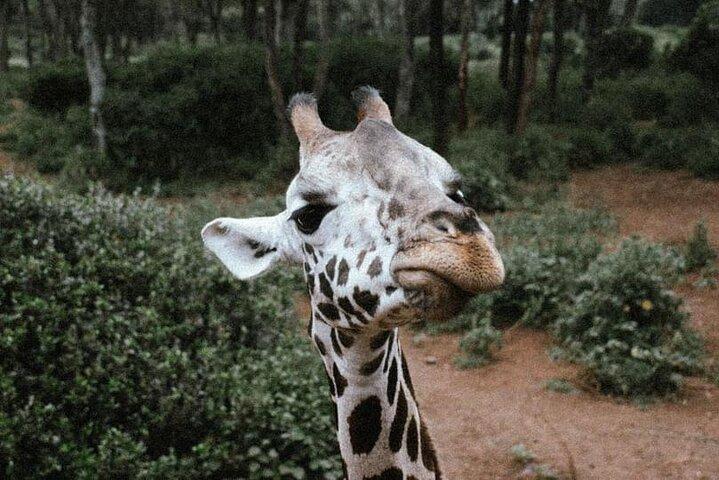 Giraffe Centre with Elephant Orphanage visit