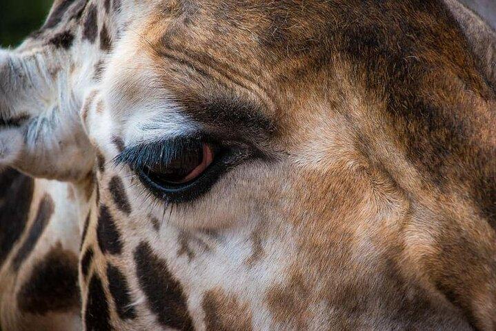 Giraffe Centre with Elephant Orphanage visit