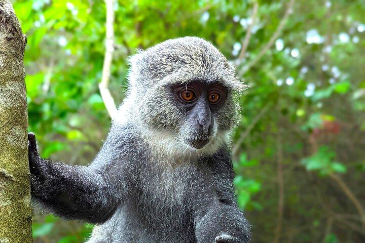 Hidden Arusha Waterfall, Village & Coffee Tour (All-Inclusive)