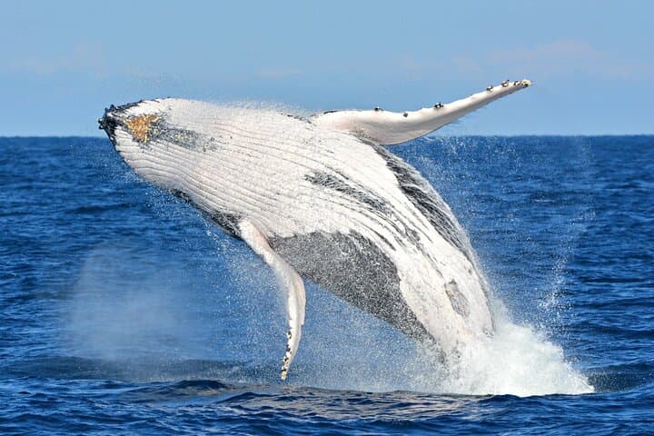 Whales Watching Hermanus Boat Trip and Private Wine Tour