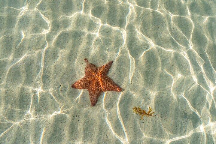 Cayman Adventure Stingrays Starfish plus Crystal Caves