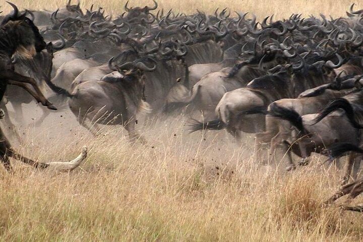 5 Days Masai Mara Lake Nakuru Naivasha and Hells Gate Safari Tour