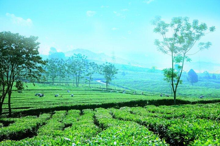 Private Sapa Motorbike Tour - Tea Hill