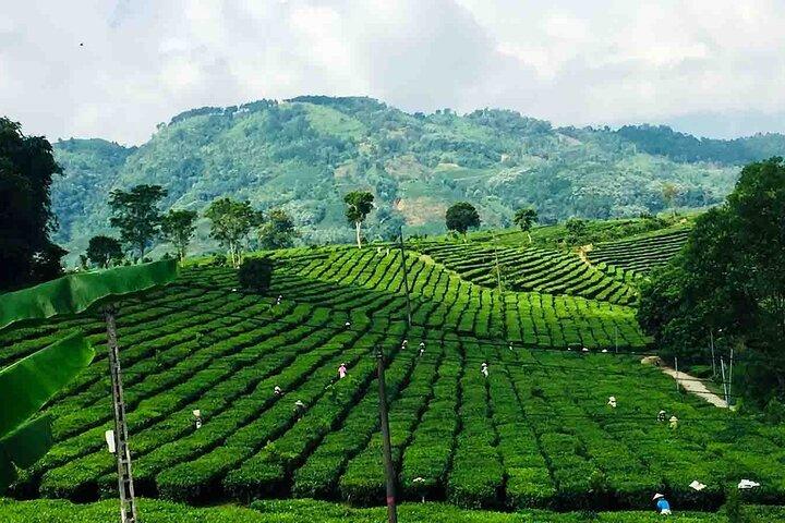 Private Sapa Motorbike Tour - Tea Hill