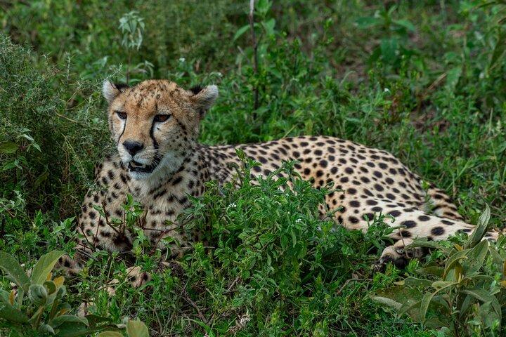 7 Day Tanzania Wildlife and Culture Tour