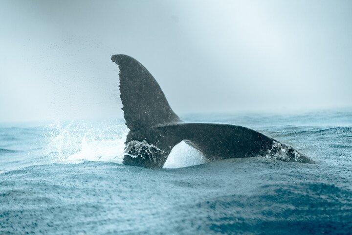 Bahía Málaga: Humpback Whale Watching in Cali - Colombia