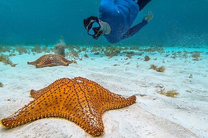 Cayman Combo Tour: Stingrays, Starfish Point and Crystal Caves