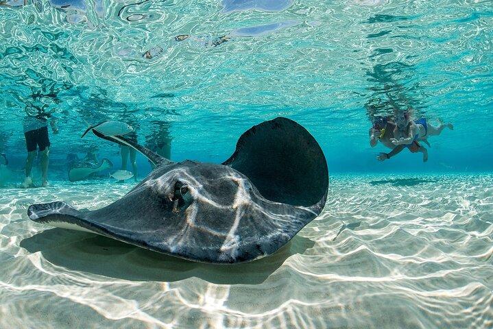 Cayman Combo Tour: Stingrays, Starfish Point and Crystal Caves
