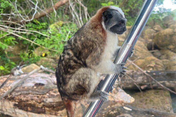 Explore Panama Canal and Gatun Lake with Rainforest Jungle Walk