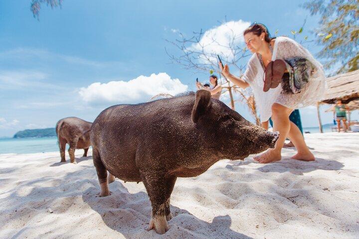 Pig Feeding, Kayaking, Snorkeling Trip at Pig Island By Speedboat From Koh Samui