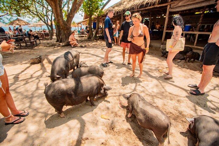 Pig Feeding, Kayaking, Snorkeling Trip at Pig Island By Speedboat From Koh Samui