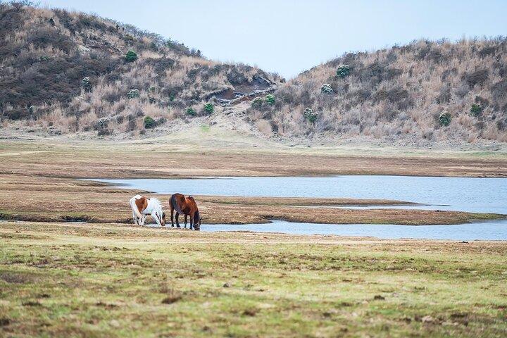 Kyushu: Aso Vocano, Grassland,Onsen and Aso shrine 1-Day Tour