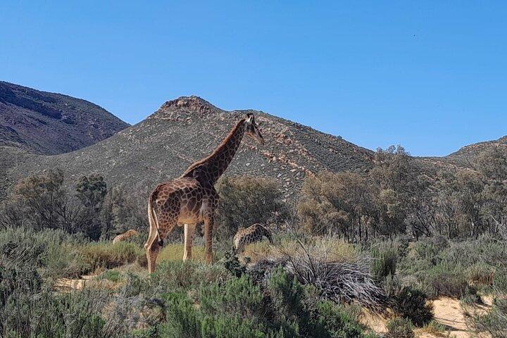 Cape Town Big Five sunset safari With All Inclusive