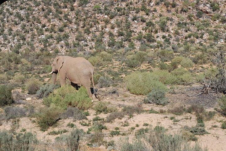 Cape Town Big Five sunset safari With All Inclusive