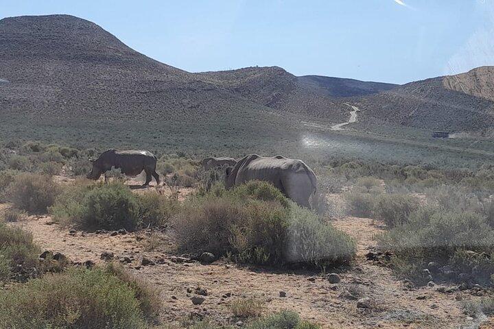 Cape Town Big Five sunset safari With All Inclusive