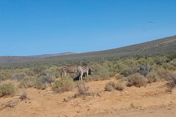 Cape Town Big Five sunset safari With All Inclusive