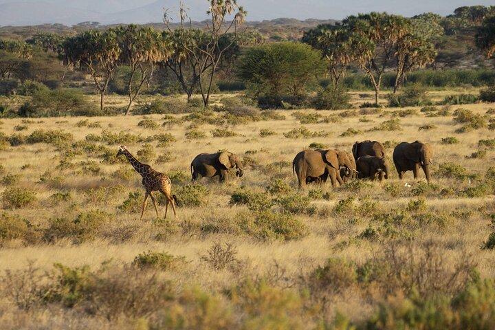 7 Days Adventure: Explore Masai Mara, Nakuru, Naivasha, Amboseli