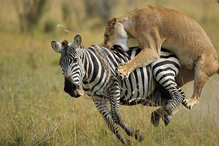 7 Days Adventure: Explore Masai Mara, Nakuru, Naivasha, Amboseli