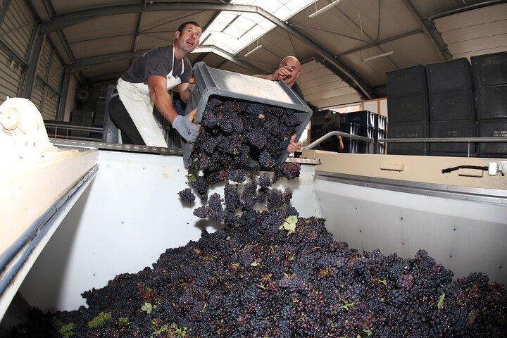 Half Day Grape Harvest Experience with Tasting in Epernay