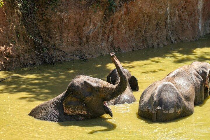 Elephant Nature Experience with Lunch at Bukit Elephant Park