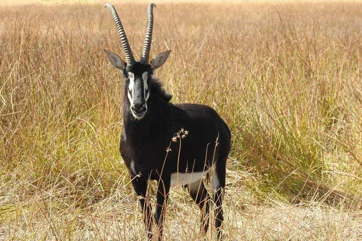Mokoro Day Trip in the Okavango Delta