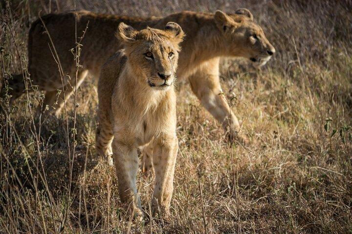 Nairobi National Park Morning Game Drive Group Tour
