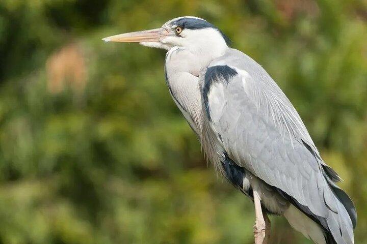 Palo verde boat tour -bird watching & Ceramic Pottery demo