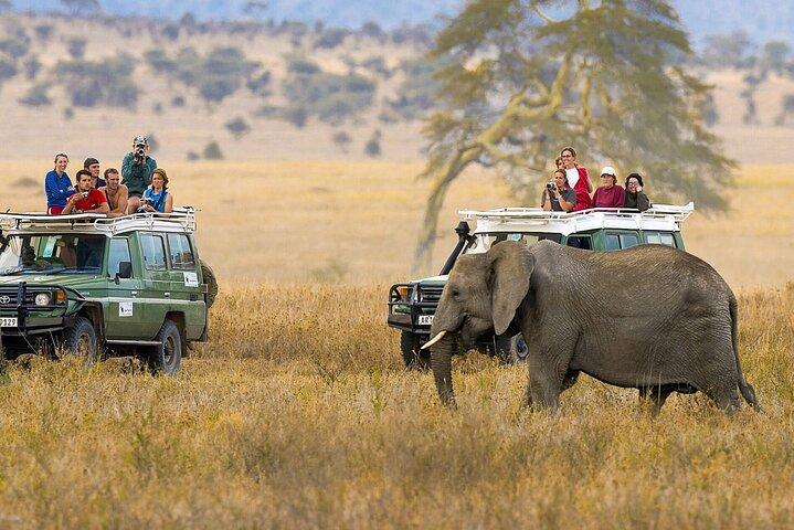 6 Days Masai Mara Lake Nakuru and Amboseli Budget Safari