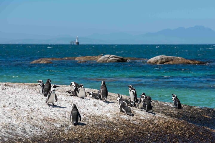 Boulders Penguins and Muizenberg beach Half Day shared Tour