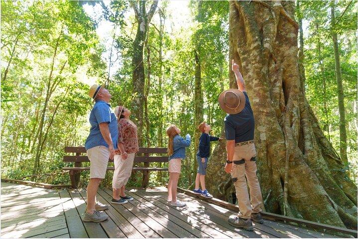 Lamington National Park, O'Reilly's & Vineyard Tour