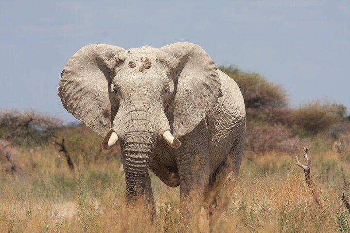 4 Day All Inclusive Tour to Boteti, Delta and Pans