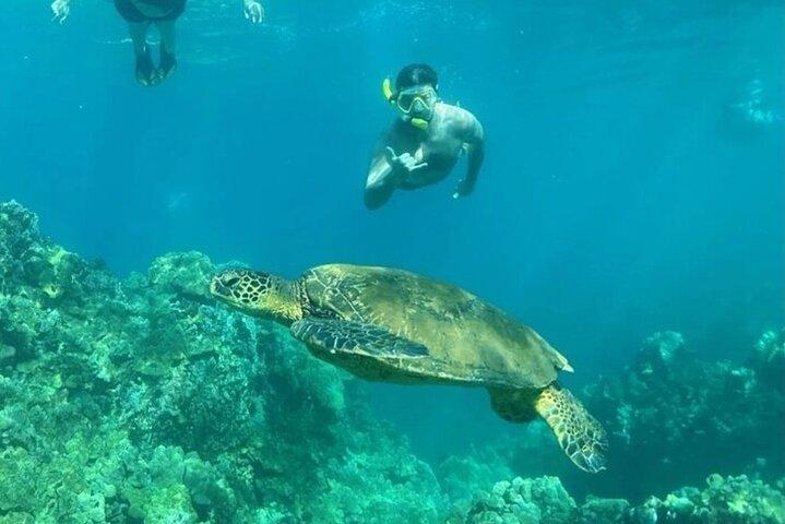 Maui Clear Kayak and Snorkel Tour: Swim with turtles (Makena)