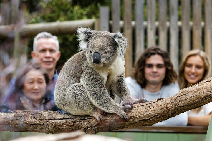 Phillip Island Penguin Parade, Wildlife and Beach Boxes Bus Tour
