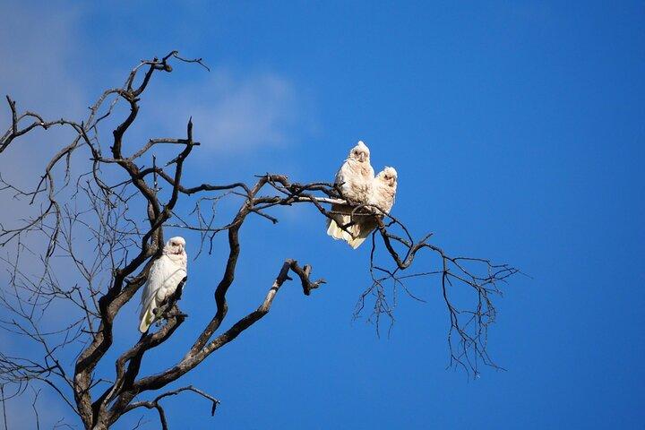 Sydney Wildlife Safari