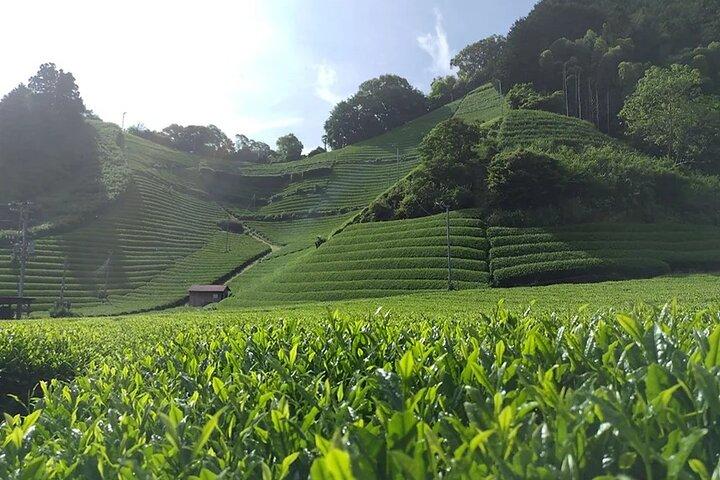 Shizuoka Green Tea Farm Tour by Car with Licensed Guide