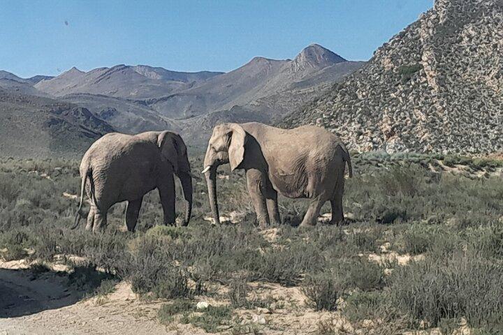 Cape Town to Big 5 Safari Reserve Full-Day Tour