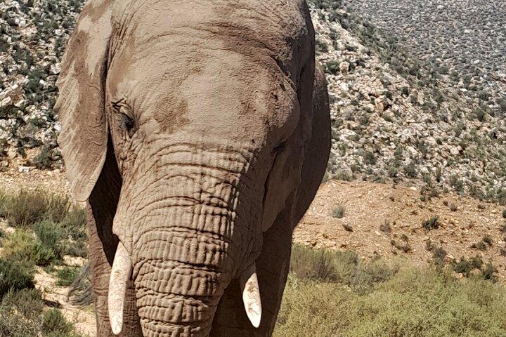 Cape Town to Big 5 Safari Reserve Full-Day Tour