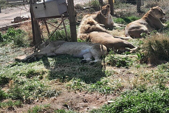 Cape Town to Big 5 Safari Reserve Full-Day Tour