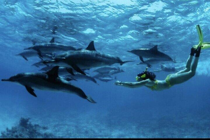 Dolphin tour,See food lunch ,Aquarium ,Nunqwi beach,Sunset cruse