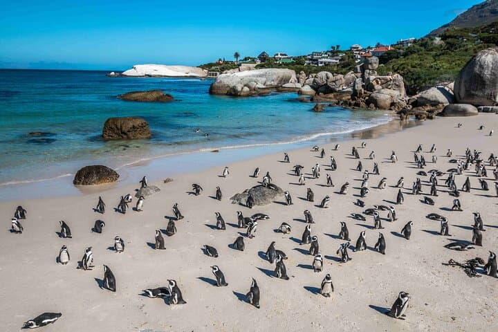 Boulders Penguins and Muizenberg beach Half Day shared Tour
