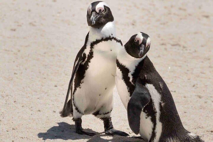 Boulders Penguins and Muizenberg beach Half Day shared Tour
