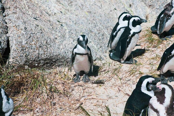 Boulders Penguins and Muizenberg beach Half Day shared Tour