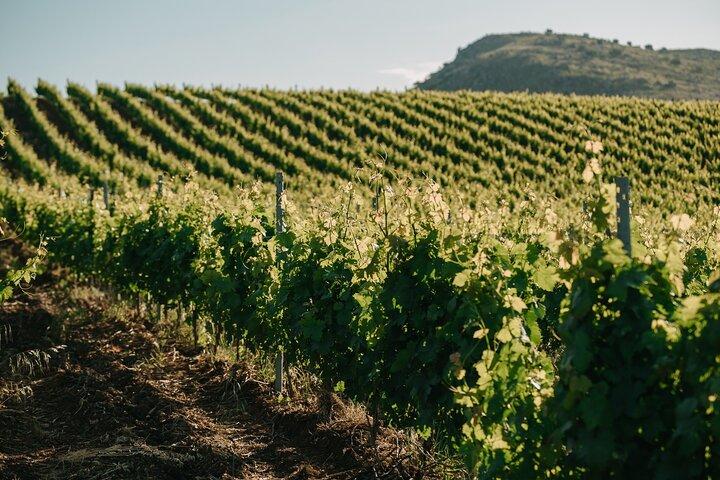 Sicilian Winery Tour with Wine Tasting from Palermo