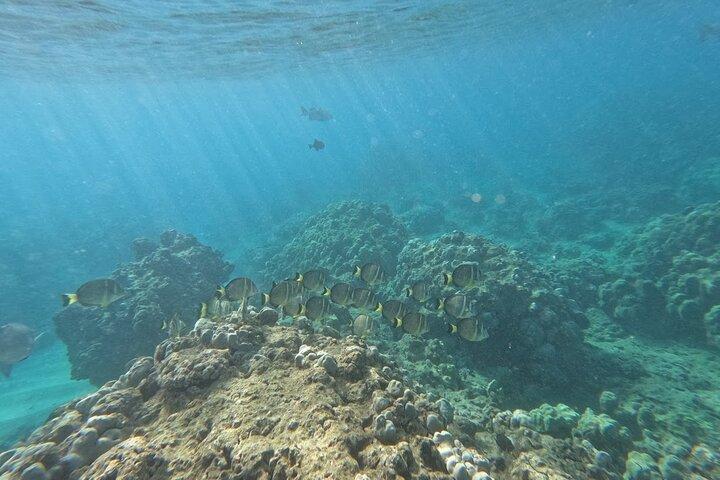 Hanauma Bay Guided Snorkeling Tour with Transportation