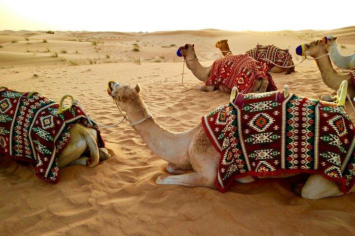 Red Dunes Safari Dubai Tour with Camel Ride, BBQ and Live Shows