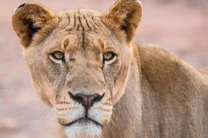 Full Day Private Tour in Cape Town